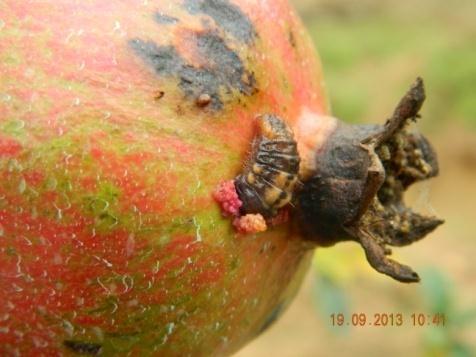 Pupal period lasted for 9-11 the developing fruits and are usually found days with an average of 10.25 ± 0.