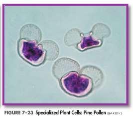 Specialized Plant Cells Pollen grains are highly specialized cells that are tiny and light, with thick cell walls to