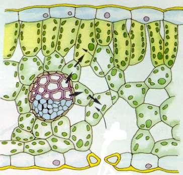 The Structures of a Leaf (Plant Organ) Chloroplast Palisade