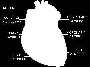 The Structures of a Heart