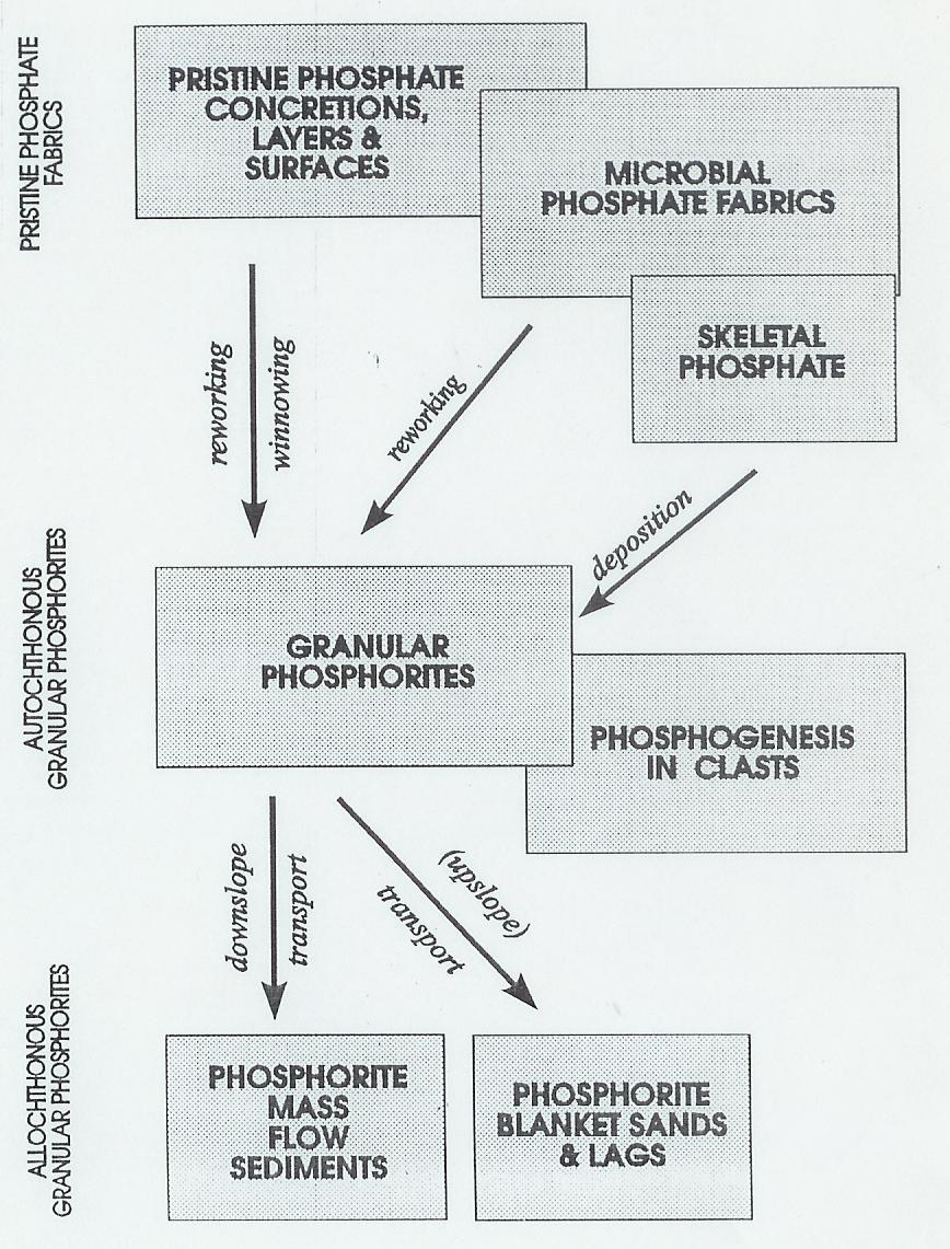 PATHWAYS OF PHOSPHORITE FORMATION The mechanical concentration, phosphatization, and transport of sediments leads to allochthonous and