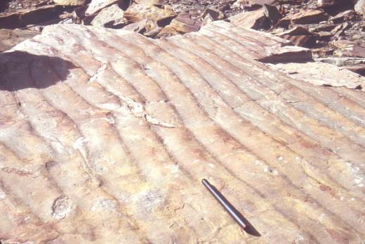 Why do fossils only form in sedimentary rocks?