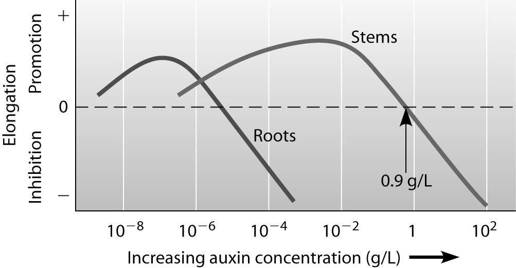 2) Which of the following statements is supported by this figure? A) The greater the concentration of auxin, the more promotion of root elongation occurs.