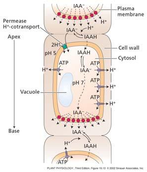 of gravity Stem: vascular parenchyma Root: more complex Chemiosmotic Model of polar