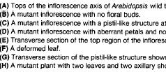 inflorescence axes of the pin1 mutants and wild type.