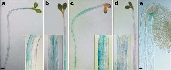 a d, Expression of the DR5::GUS reporter in hypocotyl of untreated (a, c) or auxin efflux inhibitor (NPA)-treated (b, d) wild-type seedlings upon stimulation by light (a, b) or gravity (c, d).