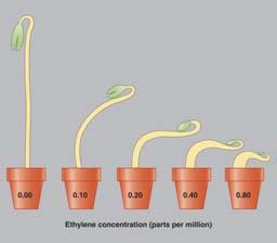 Ethylene Ethylene is a gas released by plant cells Multiple effects u response to mechanical stress triple response