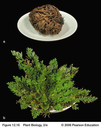 Dynamic Plant Plant Movements, Hormones & Defense Systems Resurrection plant Selaginella lepidophylla A Club moss,