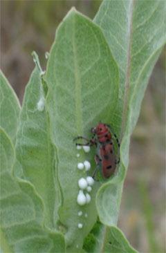 Plant Defenses: Sap/Latex Milkweed: Asclepias spp Milkweed beetle Chemical