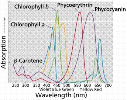 Cyanophycean starch granules Figure by Frank Jochem, Florida International University V.