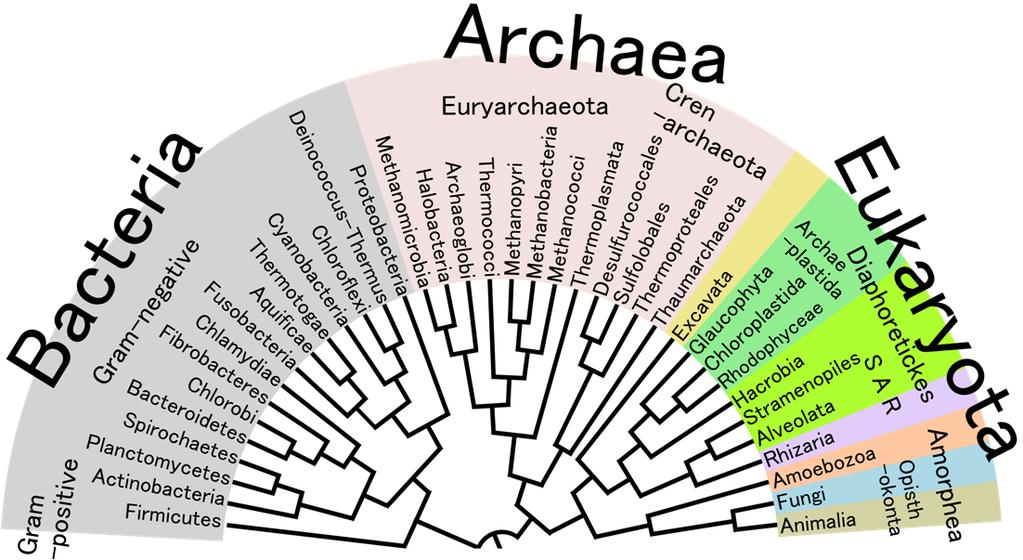 I. What is an alga? D. Evolution? Polyphyletic (not monophyletic) 1 2 II. Green algae 17,000 spp. (sensu Raven) All habitats (incl.