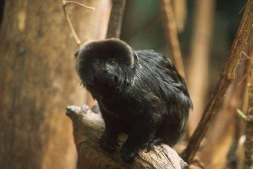 Rainforest Specialists Our family of Geoldi s Monkeys are a troop of rainforest specialists! Tick the adaptations below which you think are true and help them survive.