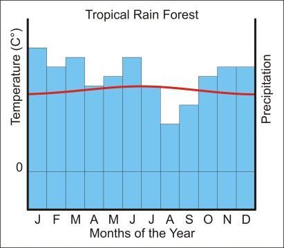 Climate of Tropical Rain Forest Ecosystem Hot and rainy throughout the year.