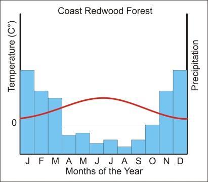 Coast Redwood Forest Climate Cool to cold winters, cool to warm summers.