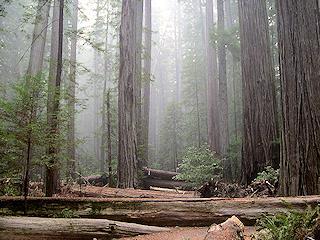 Frequent exposure to fog throughout the year. Source: Wikimedia Commons Source: USGS Coast Redwood Forest Tall up to 100 feet tall.