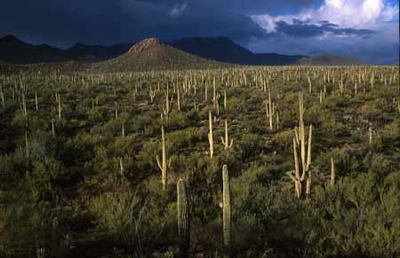 What about the role of the land surface? Sonoran Desert example Though a desert, it is actually quite vegetated compared to others.