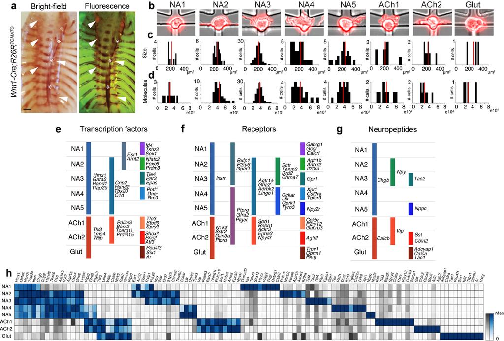 Supplementary Figure 1 Single-cell RNA sequencing reveals unique sets of neuropeptides, transcription factors and receptors in specific types of sympathetic neurons (a) Dissection of paravertebral