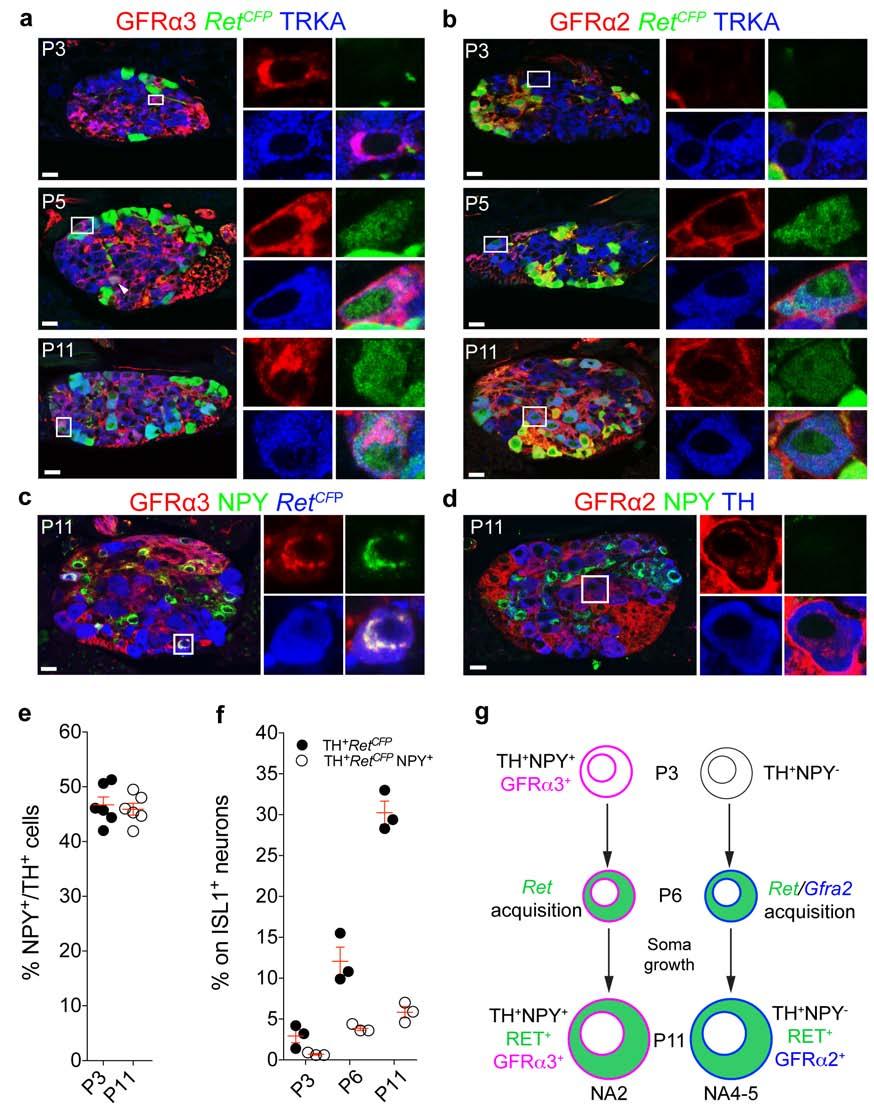 Supplementary Figure 6 NA2 and NA4-5 neurons display different pathways of development.