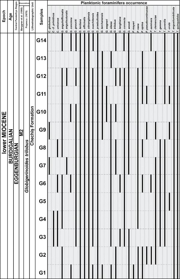 Figure 3: Graph representing occurrences of most important planktonic foraminiferal species of Gălpâia section. Black lines indicate presence of species in respective sample. 4.1.2.