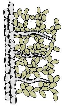 These tiny, hair-like structures functin as the majr site f water and mineral uptake. Rt hairs are very delicate and subject t desiccatin. Rt hairs are easily destryed in transplanting. [Figure 1.