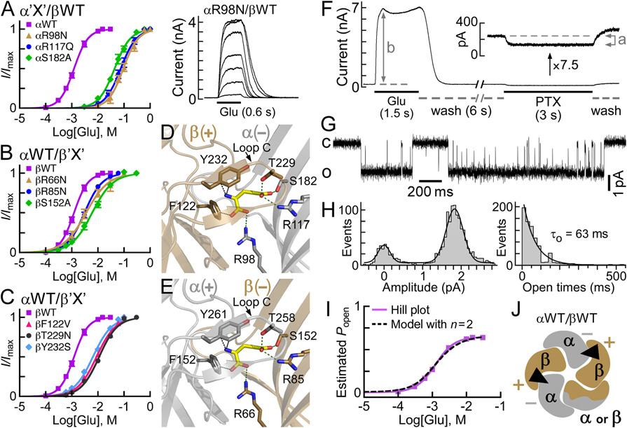 Contribution of the GluClα Subunit ( ) Side to Glu Accommodation in Heteromeric GluClR Mutants.
