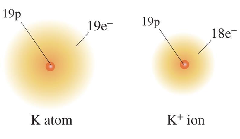 Forming Cations Metals lose electrons to be stable.