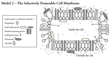 1. What two major types of biological molecules compose the majority of the cell membrane in model 2? 2. How many different protein molecules are found in Model two? 3.