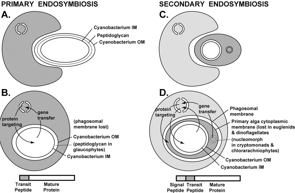 Fig. 2. Primary and secondary endosymbiosis.