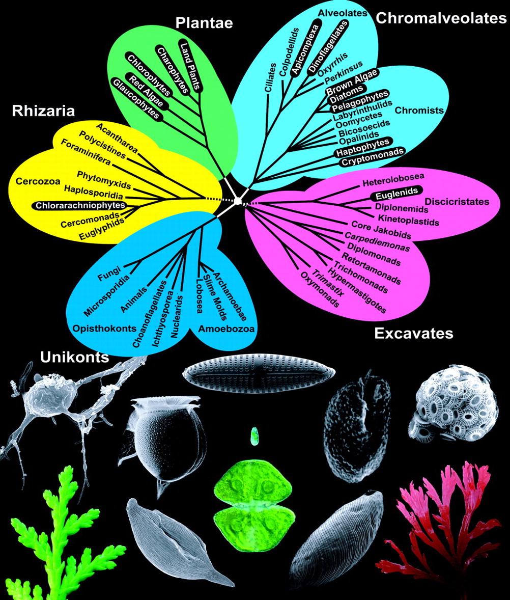 Fig. 1. Tree of eukaryotes and diversity of plastid-bearing eukaryotes.