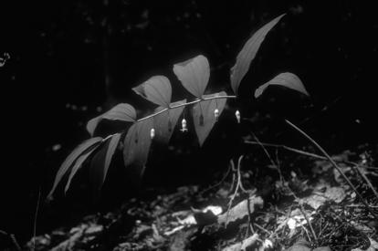 Polygonatum pubescens -