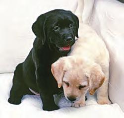 Section P.4 Polynomials 53 Labrador Retrievers and Polynomial Multiplication The color a Labrador retriever is determined by its pair genes. A single gene is inherited at random from each parent.