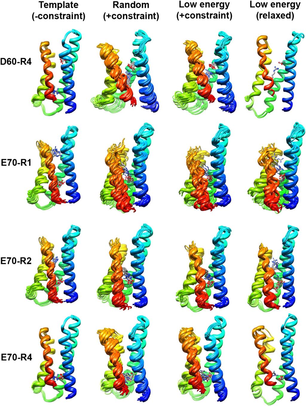 Fig. S9. Ensembles of NaChBac VSD models based on experimental constraints for D60-R4, E70-R1, E70-R2, and E70-R4 pairs.