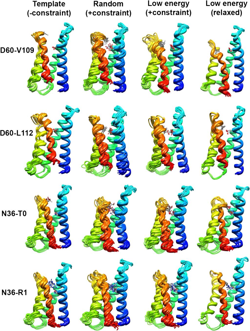 Fig. S10. Ensembles of NaChBac VSD models based on experimental constraints for D60-V109, D60-L112, N36-T0, and N36-R1 pairs.