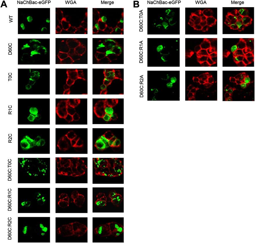 Fig. S12. Confocal images of wild-type and mutant NaChBac-eGFP. (A) cysteine single and double mutants and (B) cysteine-alanine single and double mutants.