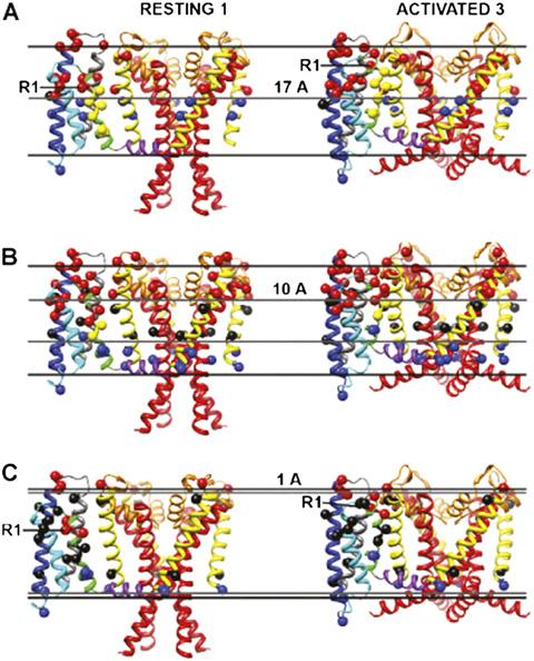 Left column shows transmembrane view of the model with S1, S2, and S3 segments on the front. Middle column shows transmembrane view of the model with S1, S3, and S4 segments on the front.