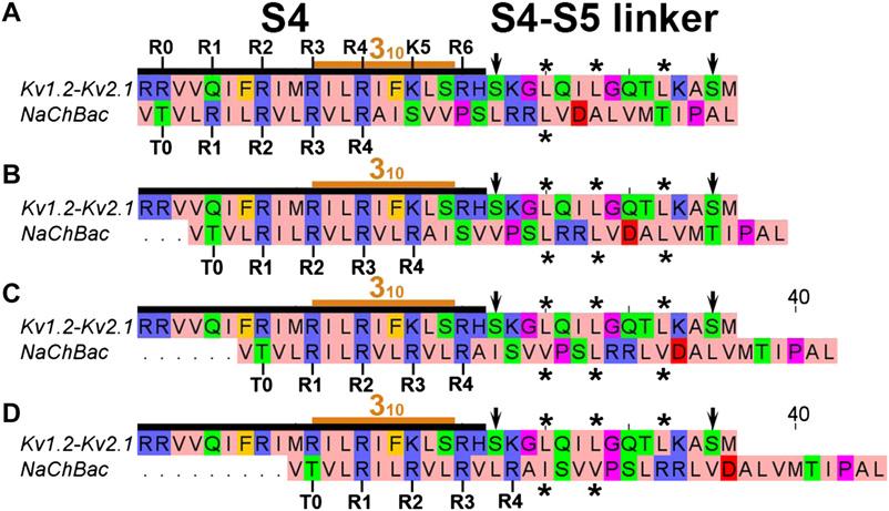 Fig. S5. Sequence alignment of S4 segments of NaChBac and the K V 1.2-K V 2.1 chimera. (A) Alignment of S4 of NaChBac to Kv1.2-Kv2.
