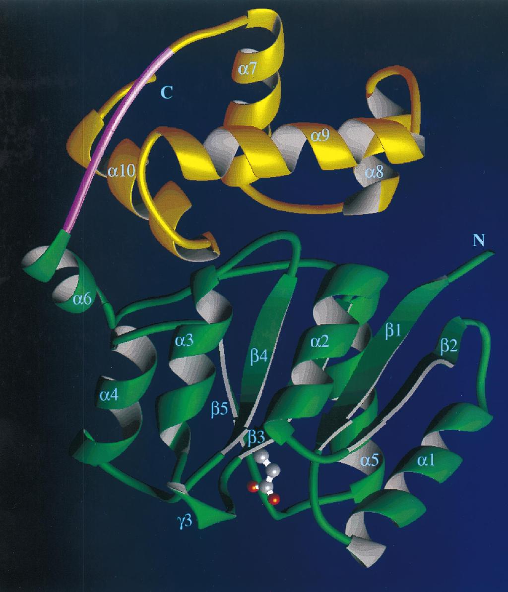FIG. 6. Ribbon diagram of the NarL response regulator. The CheY-like amino-terminal domain (shown in green) has five helices and a bundle of five strands.