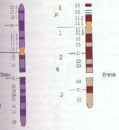 Knowledge evolution in genetics Chromosome Theory