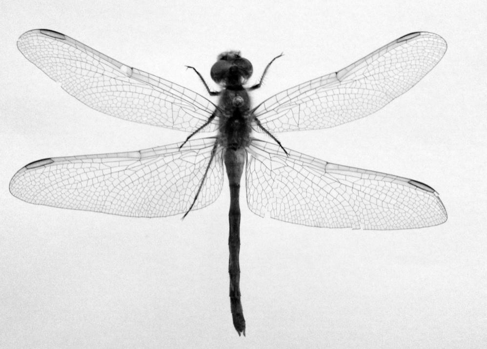 Image 3 This dragonfly species has a characteristic boot-shape in its hind wing. Can you see the outline of it? Hint look at the shape the arrow is pointing to on the bottom right wing.