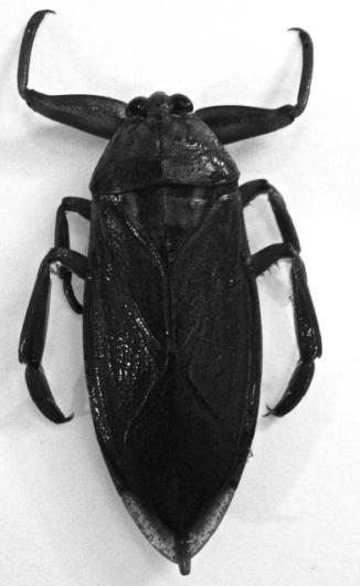 Water Scorpions: Fiendish Predators or Loving Parents? Image 6 An adult water scorpion (Belostoma americanum).