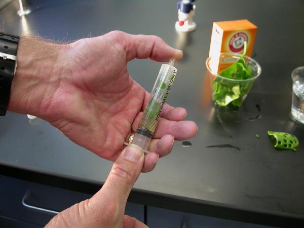 b. Pull a small volume of sodium bicarbonate solution into the syringe. Tap the syringe to suspend the leaf disks in the solution. c.