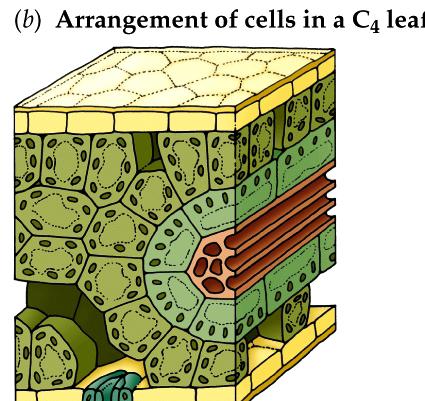 An additional feature of C4 photosynthesis CO2 fixation (PEP carboxylase) occurs in mesophyll cells of C4 plants. Fig 8.