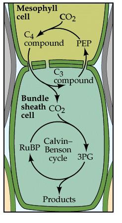 An additional feature of C4 photosynthesis C4 photosynthesis, uses both C4 and C3 pathways.
