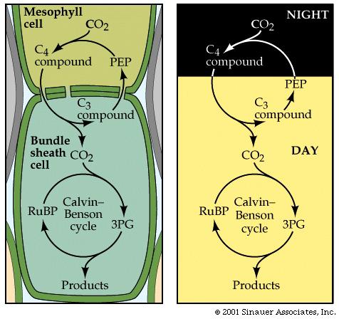 photosynthesis, uses both C4 and C3