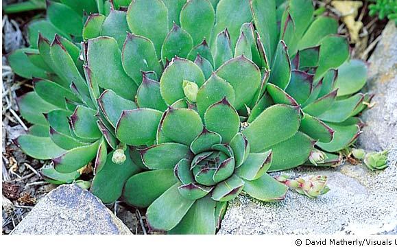 Crassulacean Acid Metabolism CAM Succulents (water storing plants), e.g., cacti, pineapple, Spanish moss, agaves.