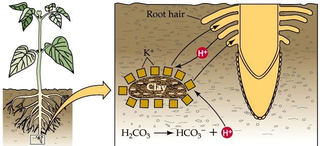 Plants and Soils Clay is critical to plant nutrition Many nutrients are positively charged in soil: K+, Mg2+, Ca2+ Clay particles have negative charges on the outside and