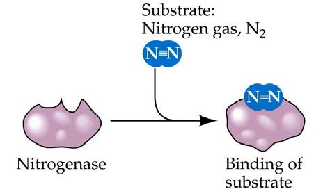 Nitrogen Fixation 78% of the atmosphere is nitrogen (N 2 ) Very stable and unreactive triple