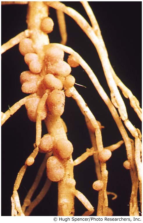 Nitrogen is fixed by Bacteria Rhizobium (a bacteria) is the root symbiont of legumes