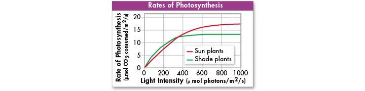 Temperature, Light, and Water The reactions of photosynthesis are made possible by enzymes that function best between 0 C and 35 C.