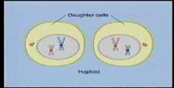 Video 3 Animal Cell Meiosis, Part 2